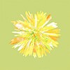 Yellow Flower
