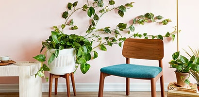 실내 식물 벽면을 만드는 가장 쉬운 방법